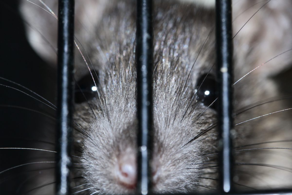 Rats or Mice
